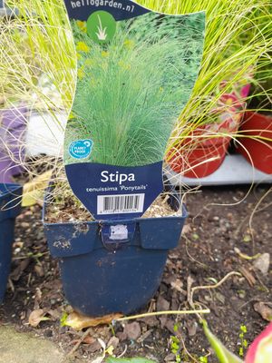 Silver Ponytail Grass,good In pots or beds …winter hardy