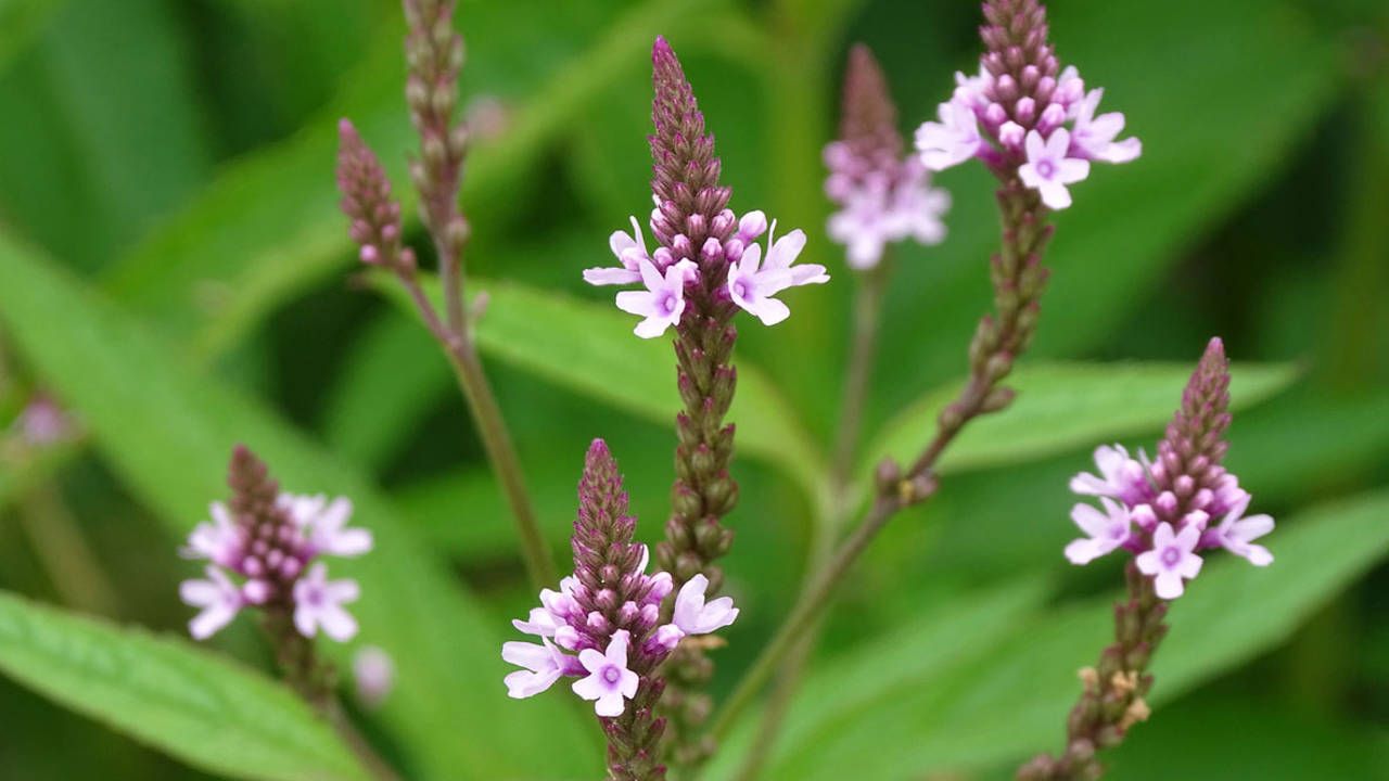 Verbena Officinalis Common Herb