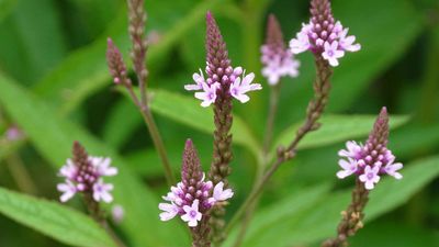 Verbena Officinalis Common Herb