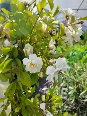 Rambling Rose.. Climbing Rose Paragon... for wall fence or arch.. extra strong 2 Mt approx ready for planting