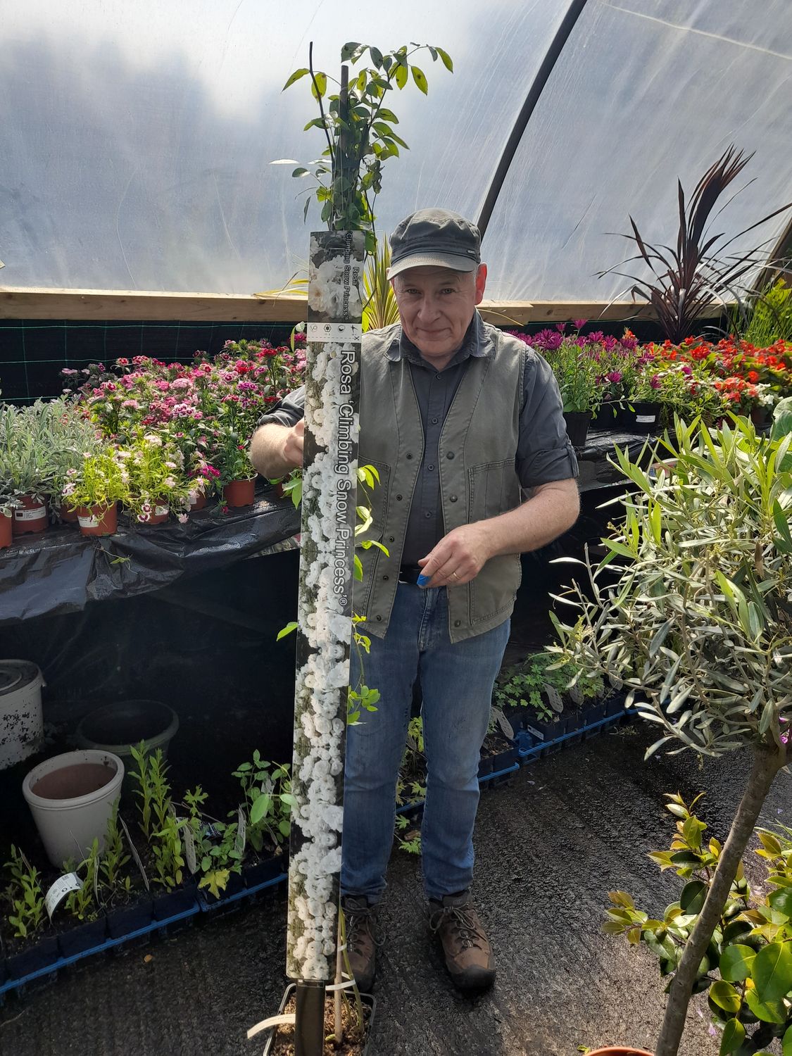 Rambling Rose.. Climbing Rose Snow Princess... for wall fence or arch.. extra strong 2 Mt approx ready for planting