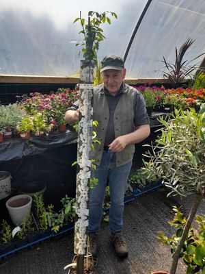 Rambling Rose.. Climbing Rose Snow Princess... for wall fence or arch.. extra strong 2 Mt approx ready for planting