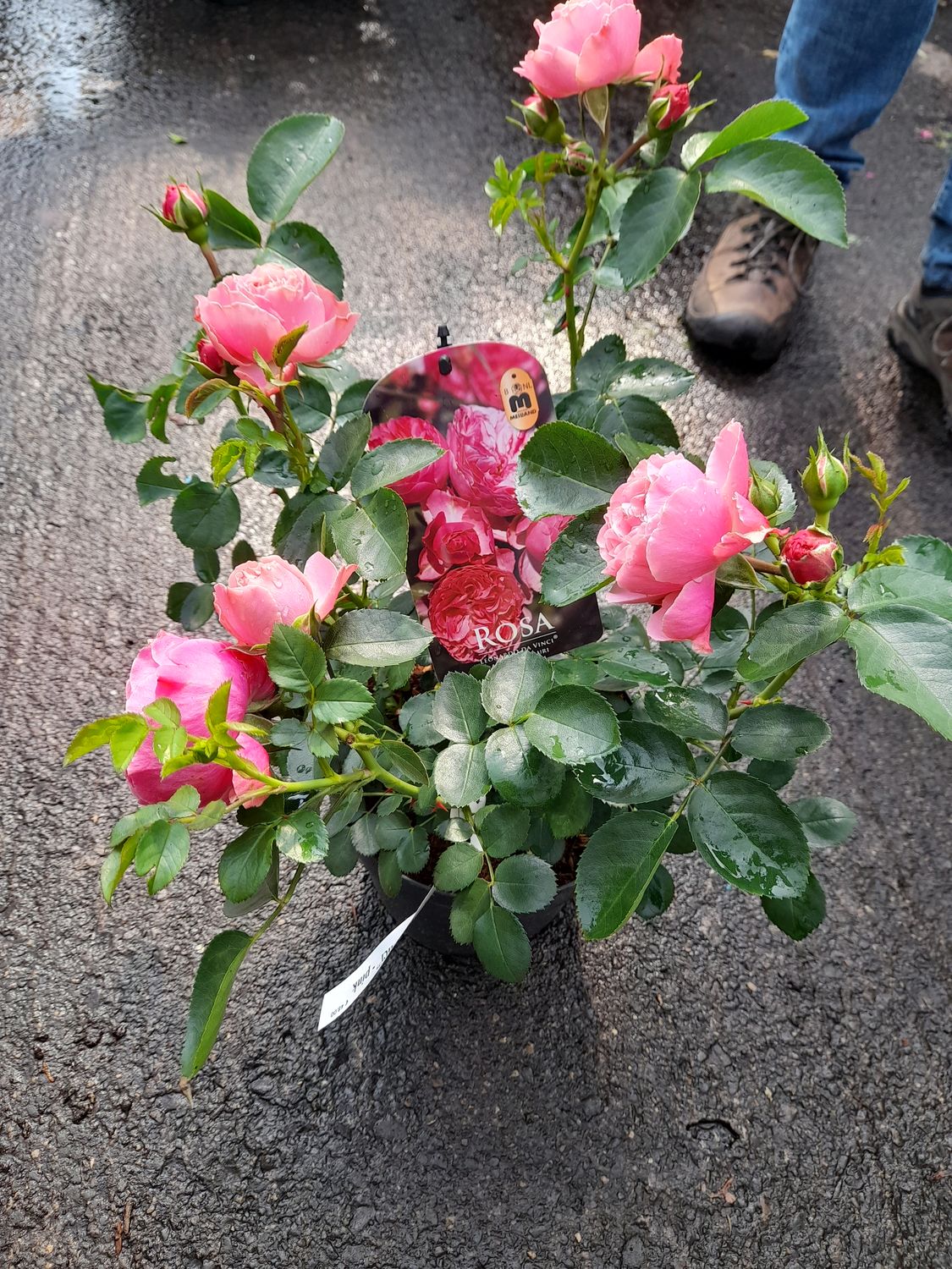 Rose ‘Leonardo da Vinci’