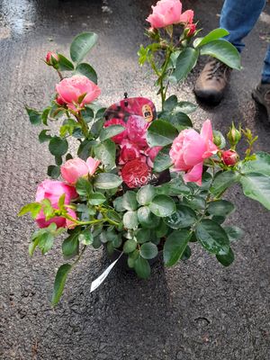 Rose ‘Leonardo da Vinci’