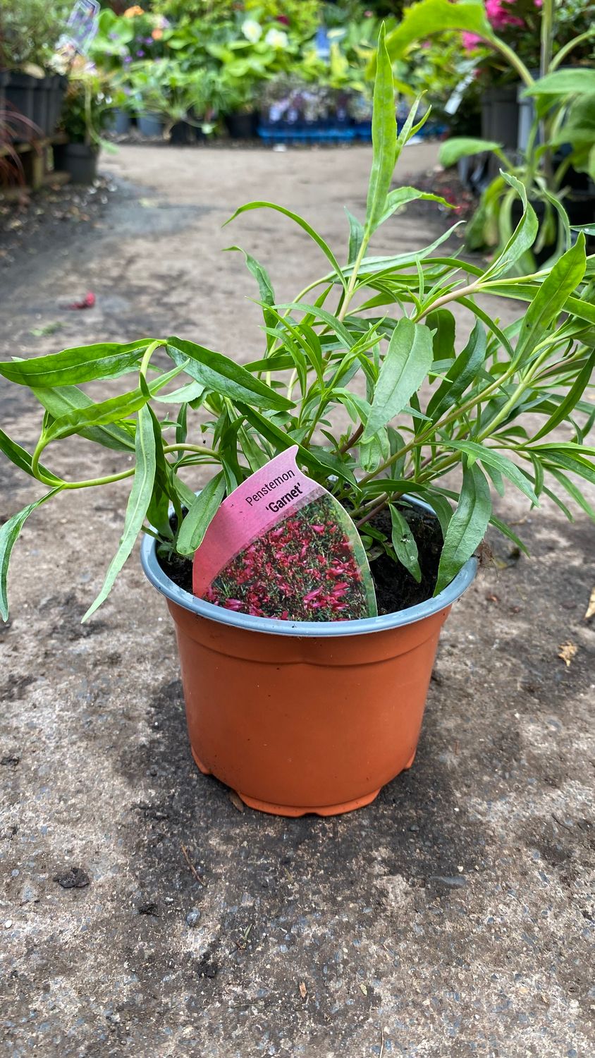 Penstemon Garnet