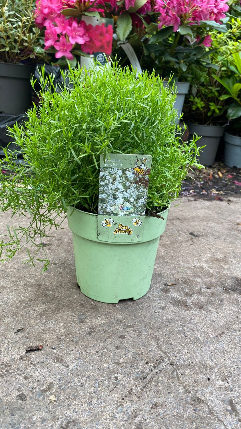 Gypsophila Teeny White