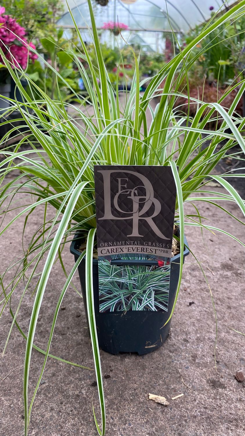 Carex &#39;Everest&#39;