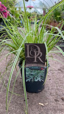 Carex &#39;Everest&#39;