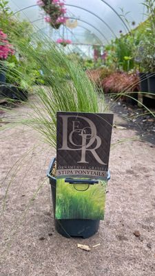 Stipa Ponytails Ornamental Grass