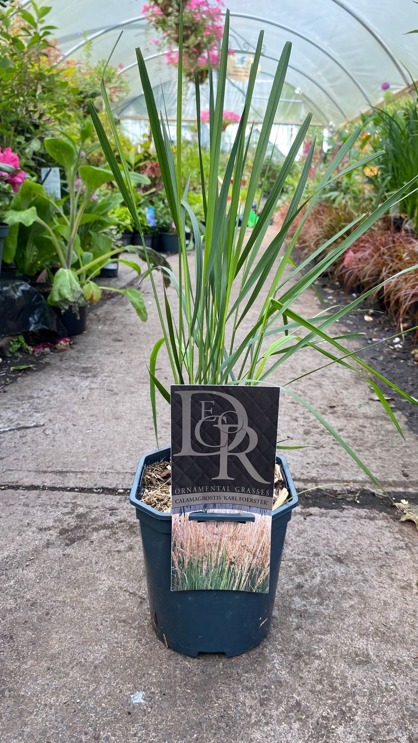 Calamagrostis Karl Foerester Feather Reed Grass ,a hardy tall ornamental grass with flower heads in a mix of silver ,white and Pink .Strong pot grown plants FEATHER REED GRASS