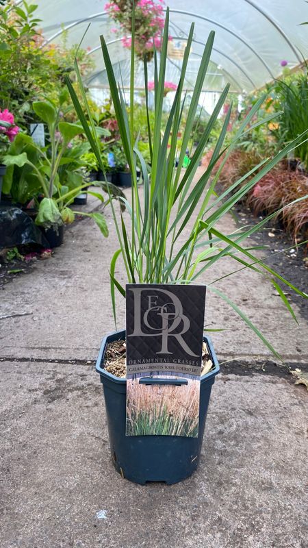 Calamagrostis Karl Foerester Feather Reed Grass ,a hardy tall ornamental grass with flower heads in a mix of silver ,white and Pink .Strong pot grown plants FEATHER REED GRASS Extra Strong Size Calamagrostis Karl Foerester Feather Reed Grass ,a hardy tall ornamental grass with flower heads in a mix of silver ,white and Pink .Strong pot grown plants FEATHER REED GRASS Extra Strong Size