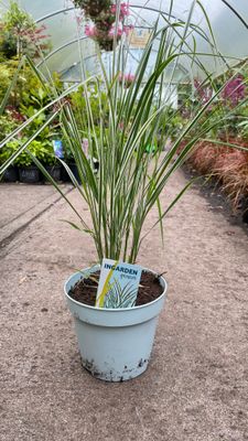 Calamarostis Overdam