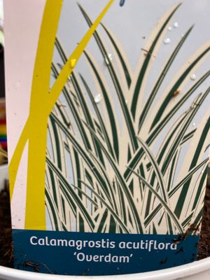 Calamarostis Overdam