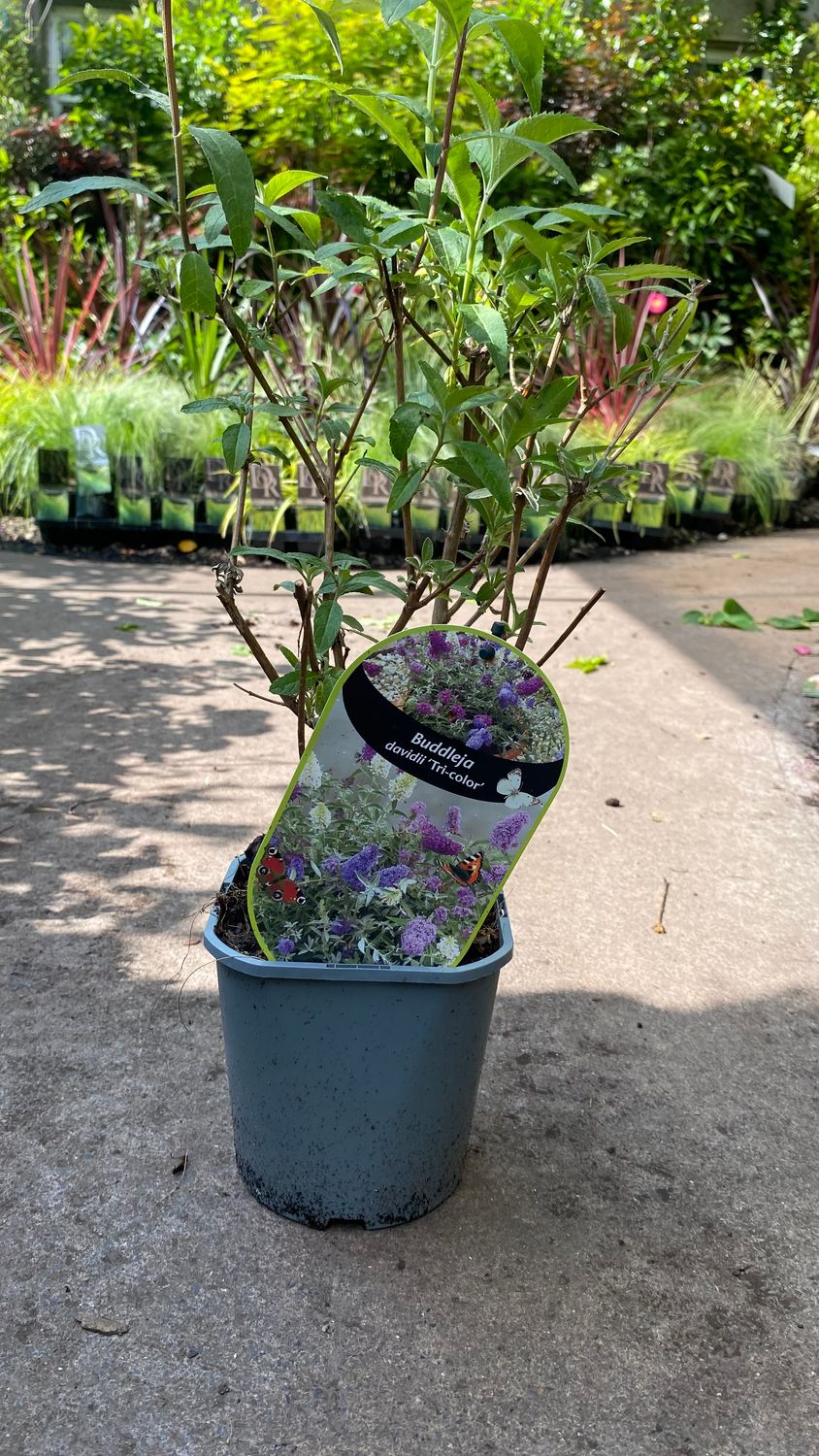 Buddleja Davidii Tri-Color