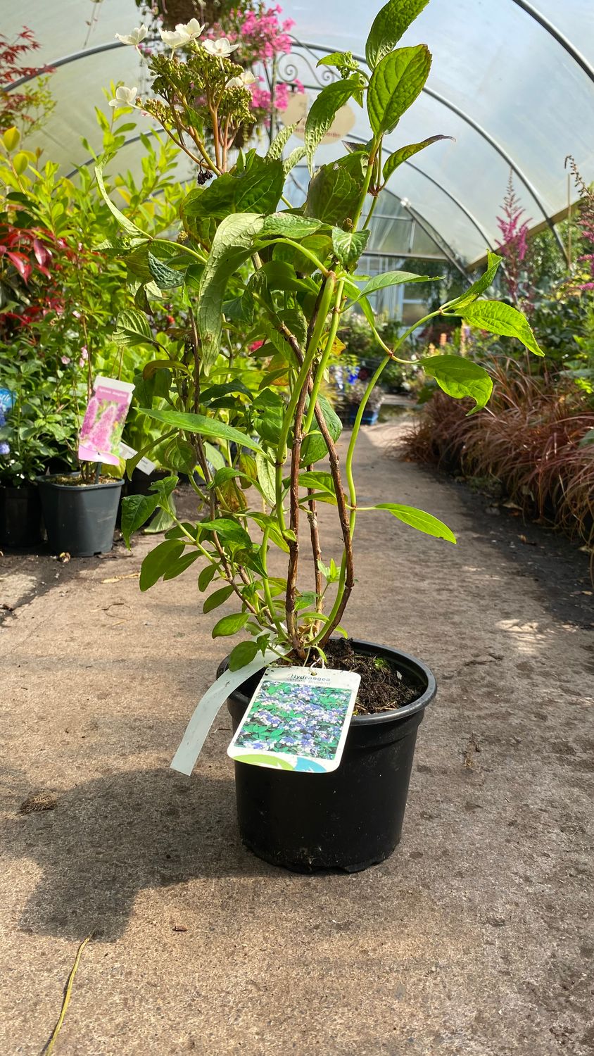 Hydrangea “Serrata Bluebird” ,flowers From June until October non stop .Flowers Blue Lacecap ..apply blueing powder to hold its fantastic blue . In autumn foliage turns red with hints of purple.