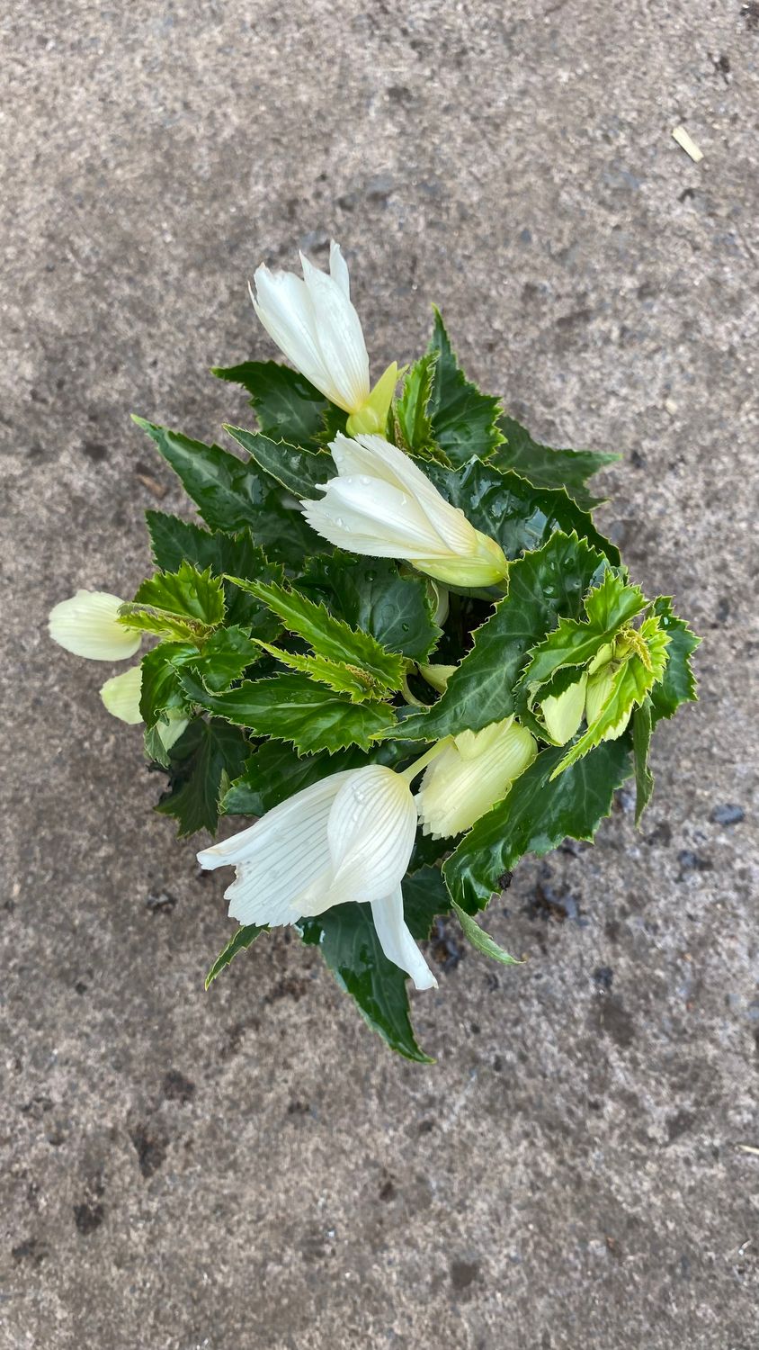 Begonia Tenella White