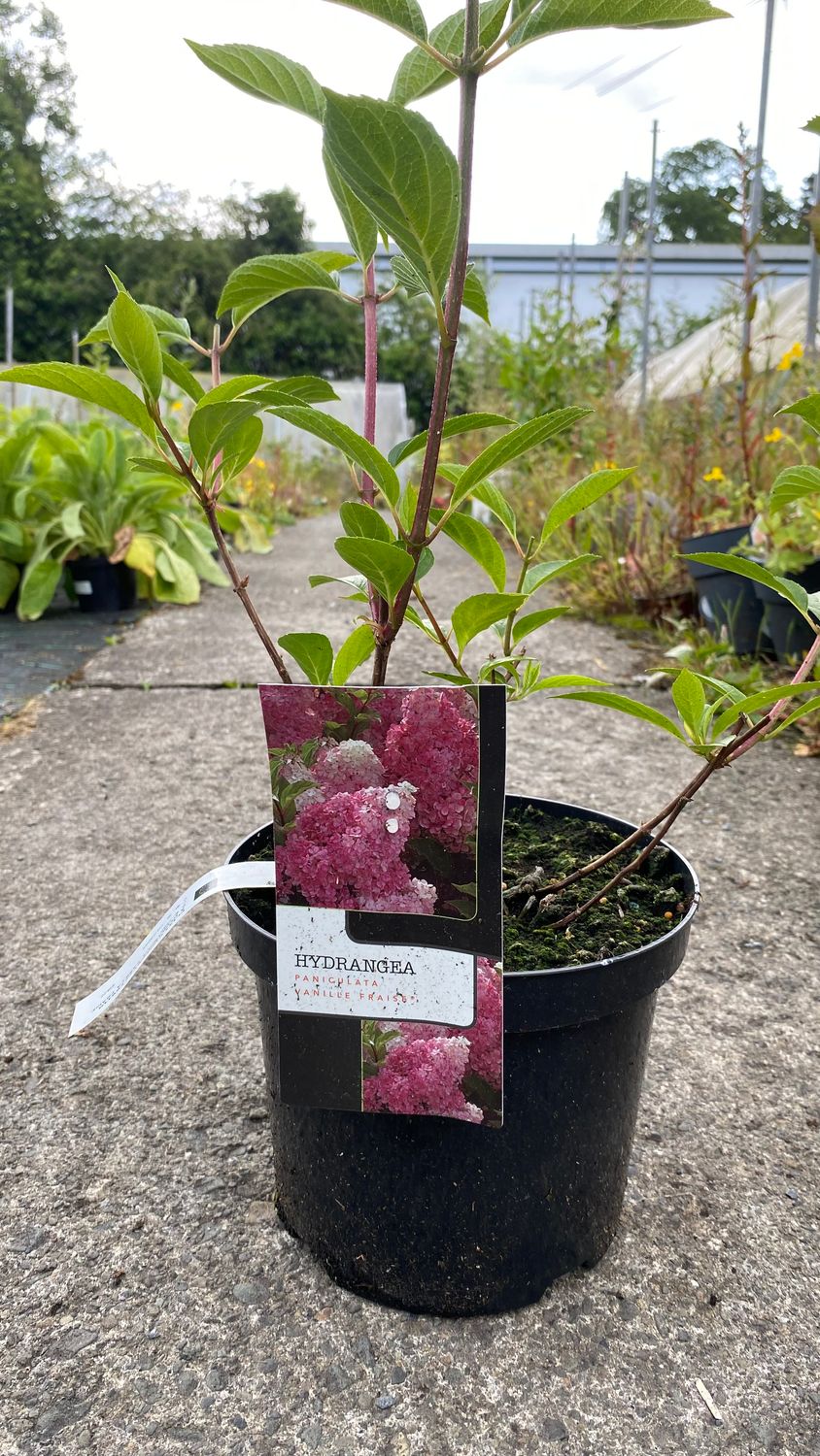 Hydrangea vanilla strawberry