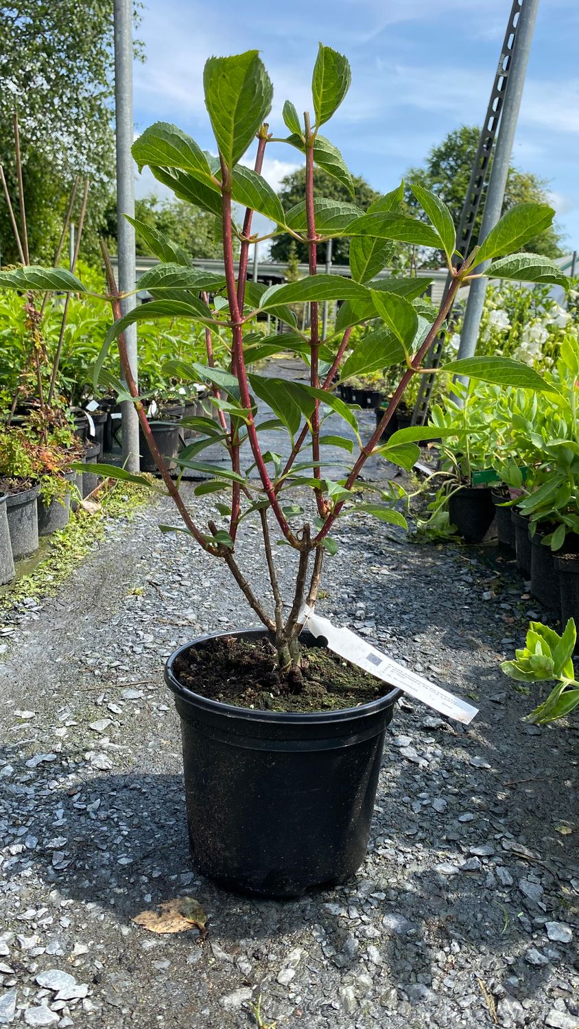 Hydrangea Petite Lantern HYDRANGEA PETITE LANTERN enormous cone like white flowers from end of June until mid September.Open white first and turn pink in late summer and autumn