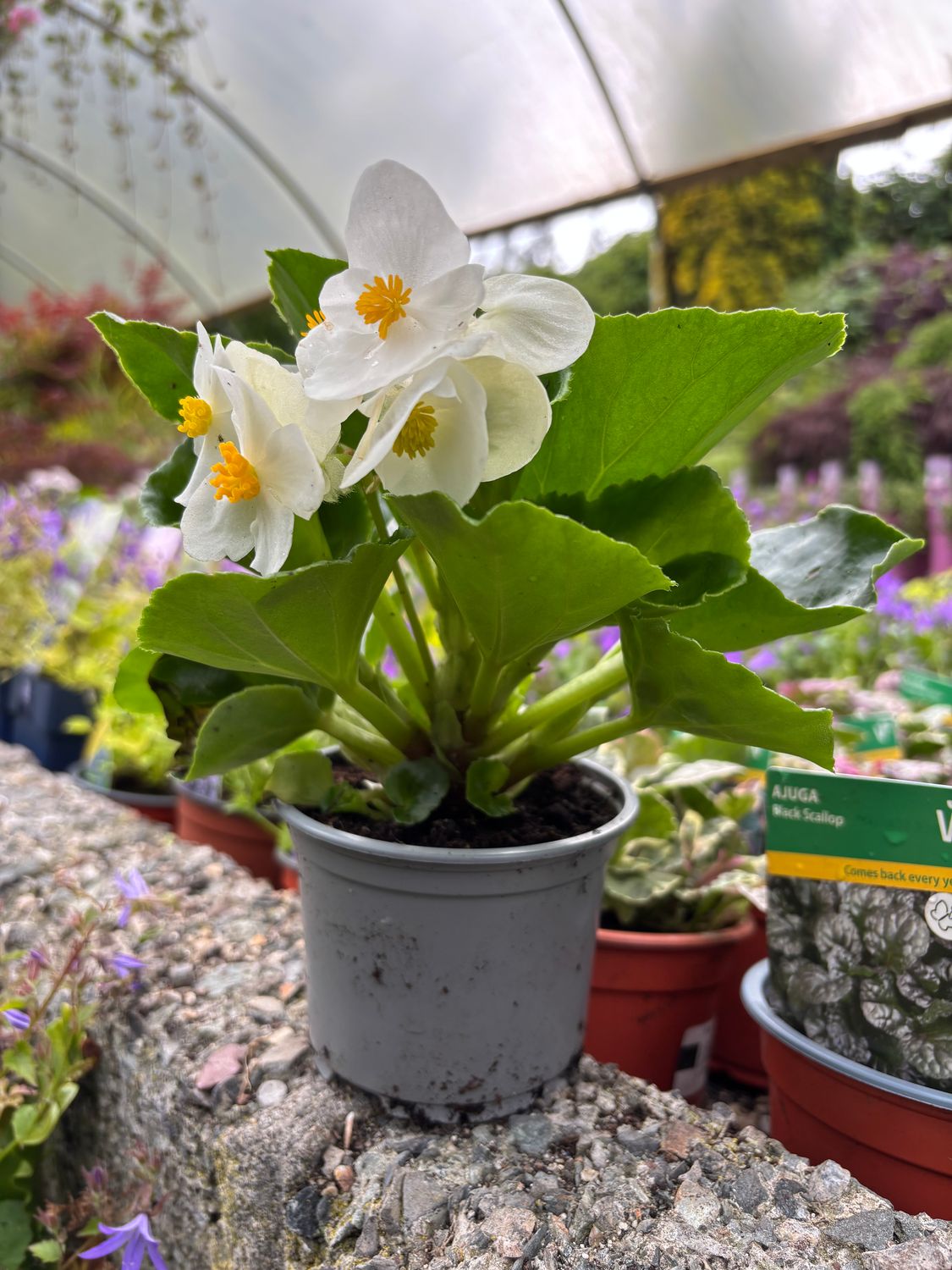 Begonia Silver King