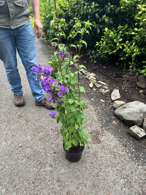 Bellflowers ,Campanula Superba