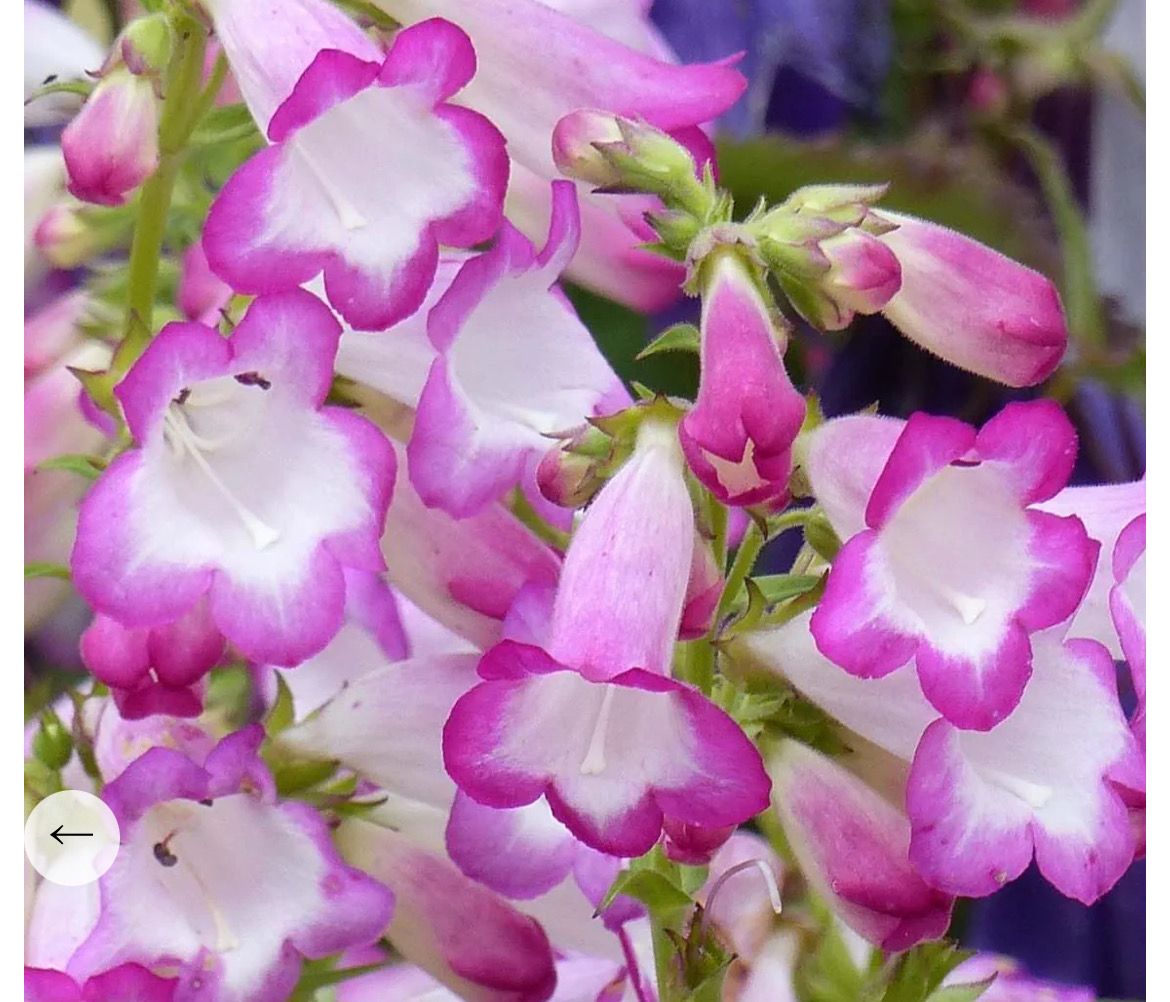 Penstemon Laura ,flowers non stop from July until October. Flowers are bell/tubular like purple /pink with a white throat . Good in pots or beds