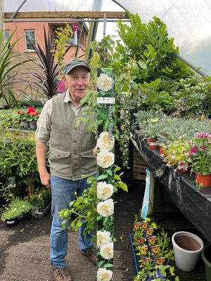 Rose Alaska ,  Loves climbing on trees ,in hedges or climbing on wall ,fence or arch . Loved by bees and pollinators . Plant in a sunny and free draining spot. Planting time is from now . Extra strong