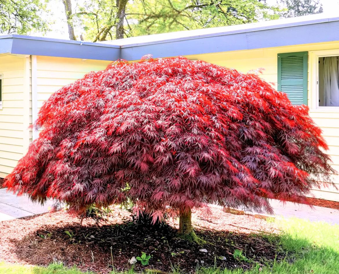 ..extra large size JAPANESE MAPLE “ RED DRAGON “ mini Weeping Tree for pots or beds . Deep purple fern like foliage in spring and summer followed by stunning autumn foliage