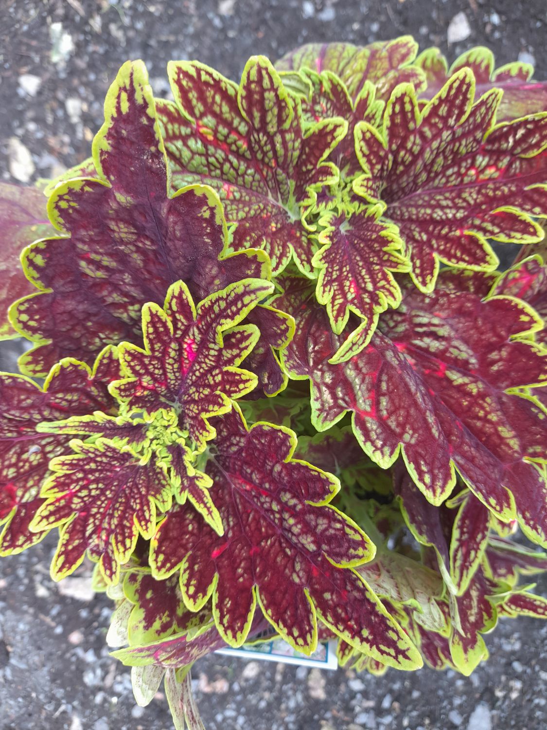 Coleus &#39;Bourbun&#39;