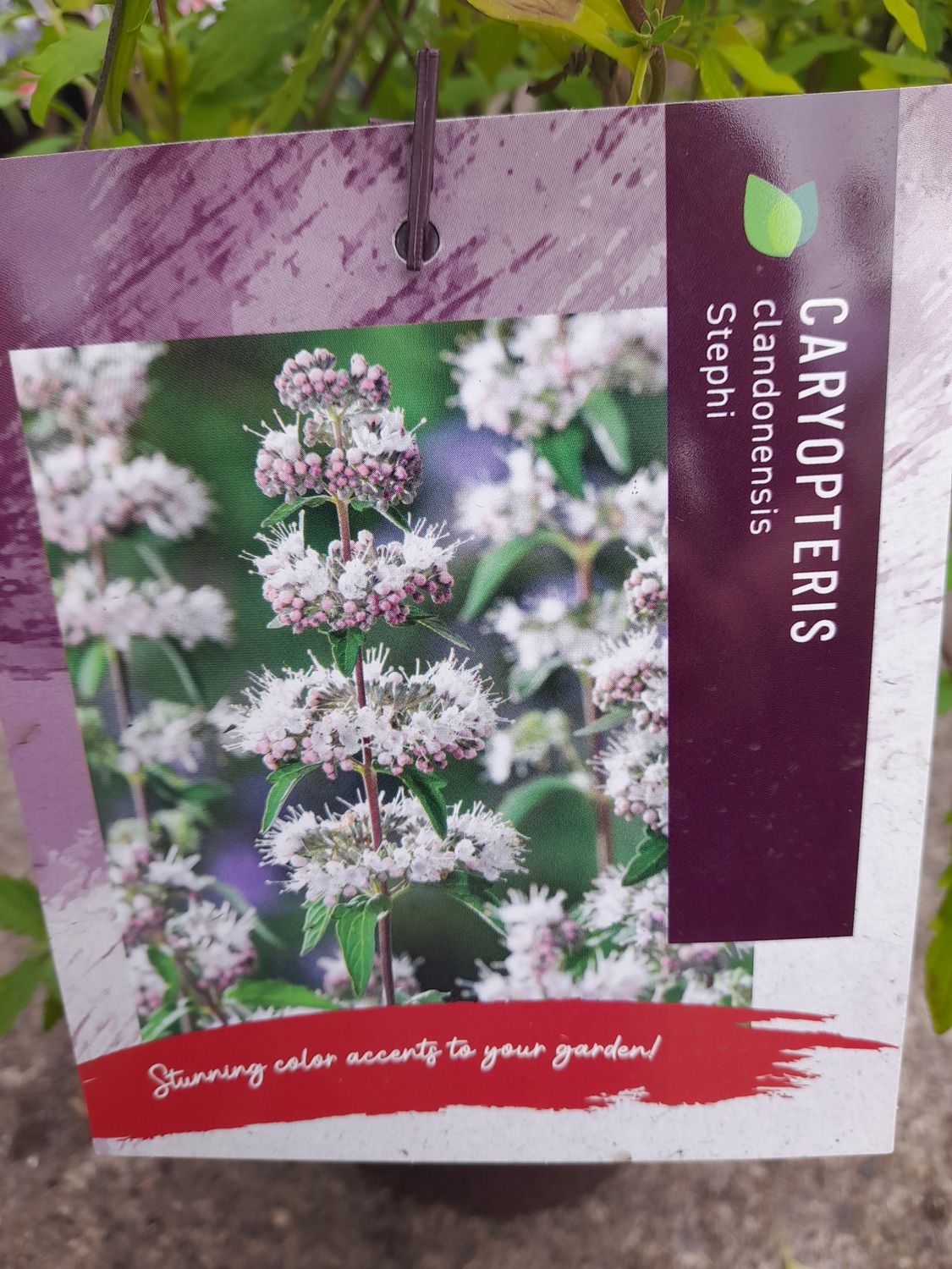 Caryopteris ‘Stephi’