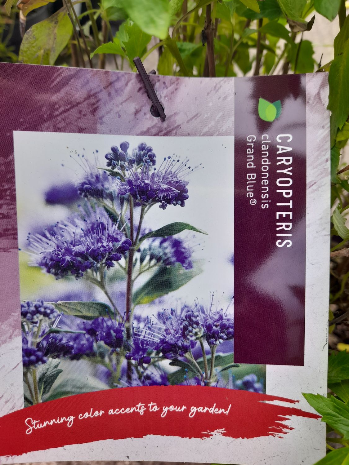 Caryopteris &#39;&#39;Grand Blue&#39;&#39;
