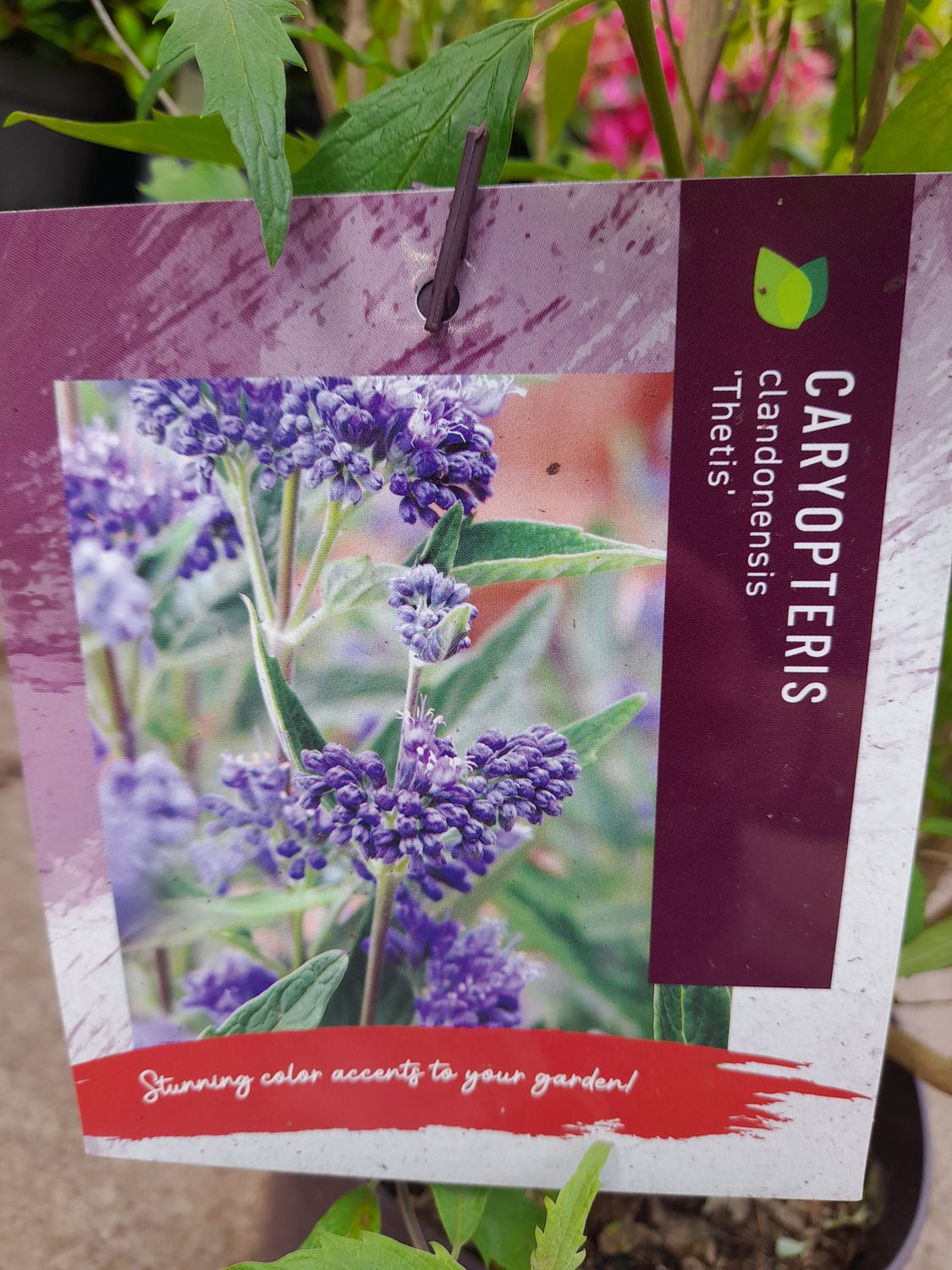 Caryopteris &#39;Thetis&#39;