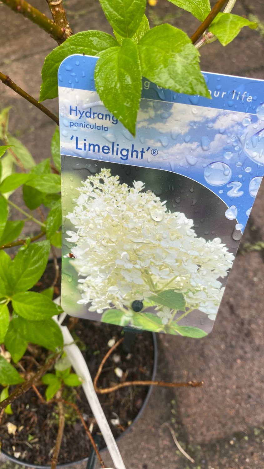 HYDRANGEA LIMELIGHT BUSH flowers non stop from June Until October Medium sized pot grown