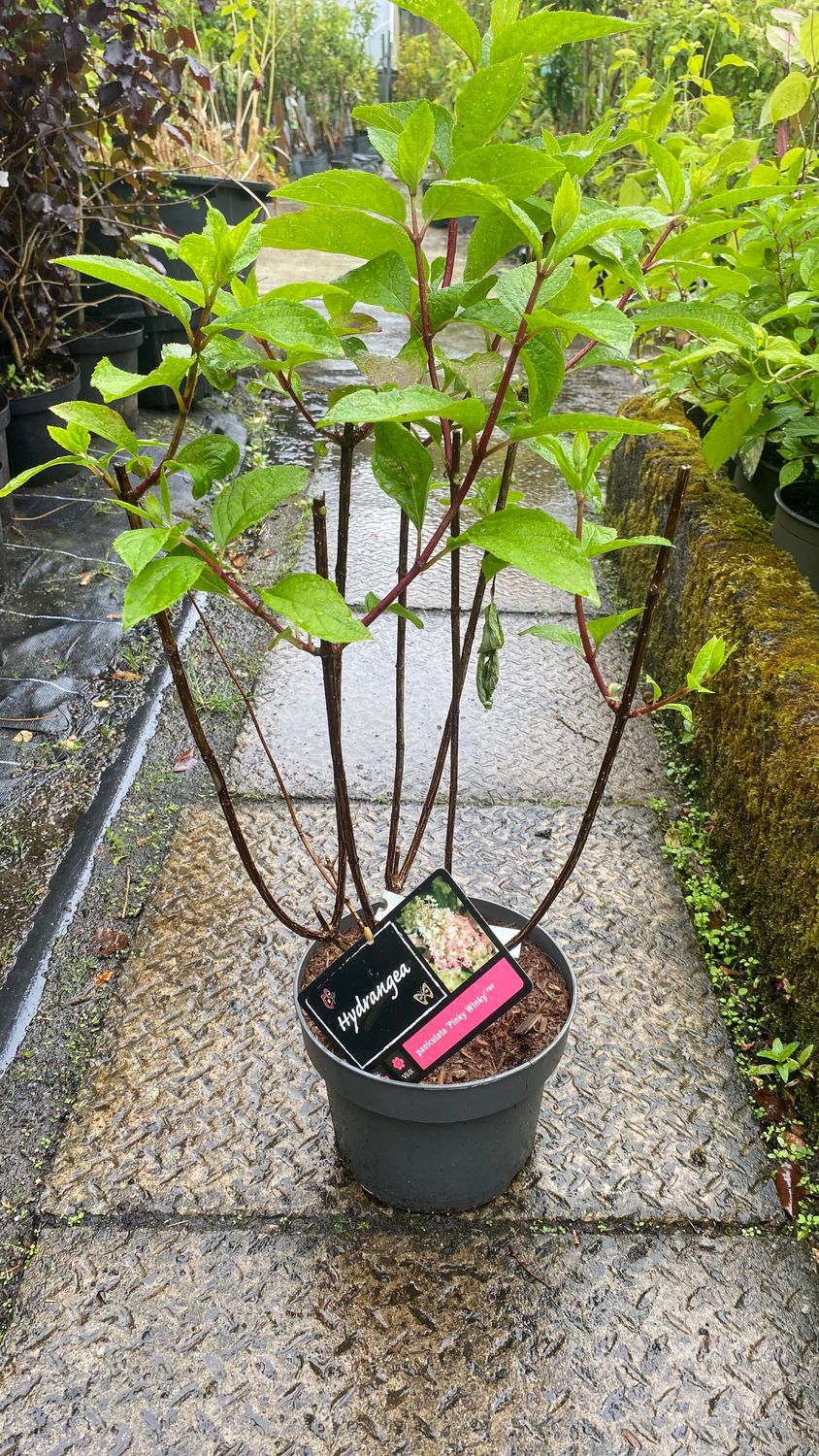 Hydrangea Pinky Winky