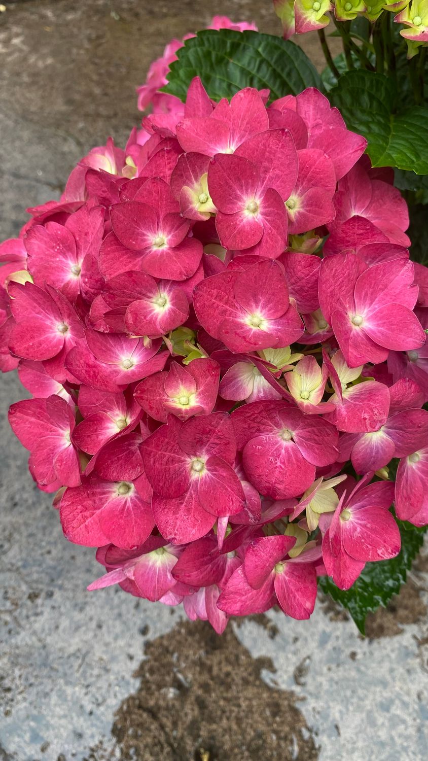 Hydrangea Macrophylla Forever &amp; Ever Red