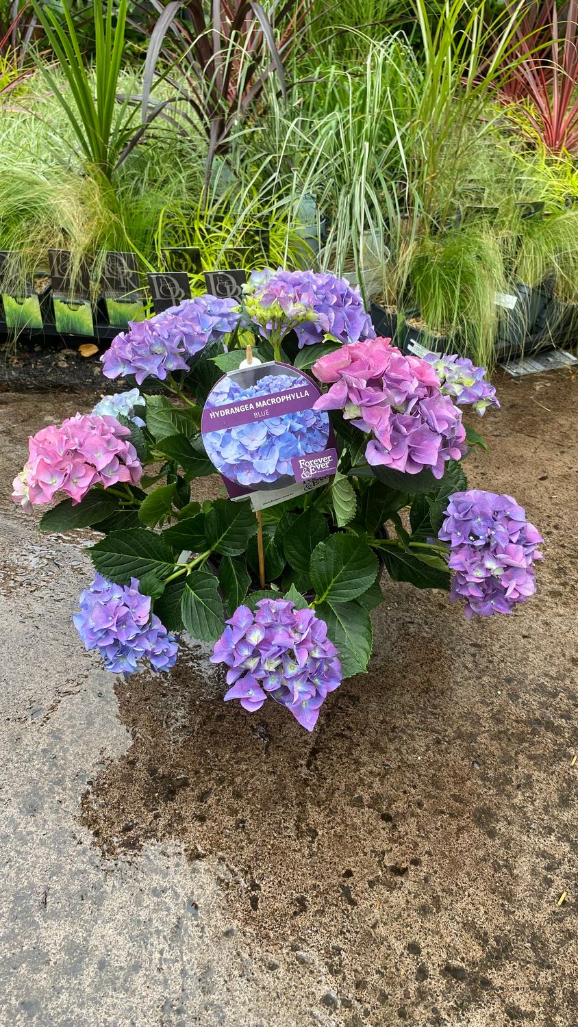 HYDRANGEA MACROPHYLLA  Forever &amp; Ever Blue