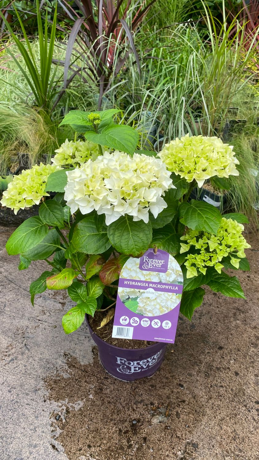 HYDRANGEA MACROPHYLLA  Forever &amp; Ever White