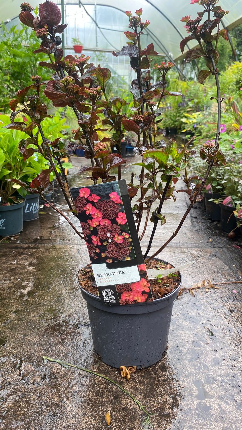 Hydrangea Serrata Daredevil