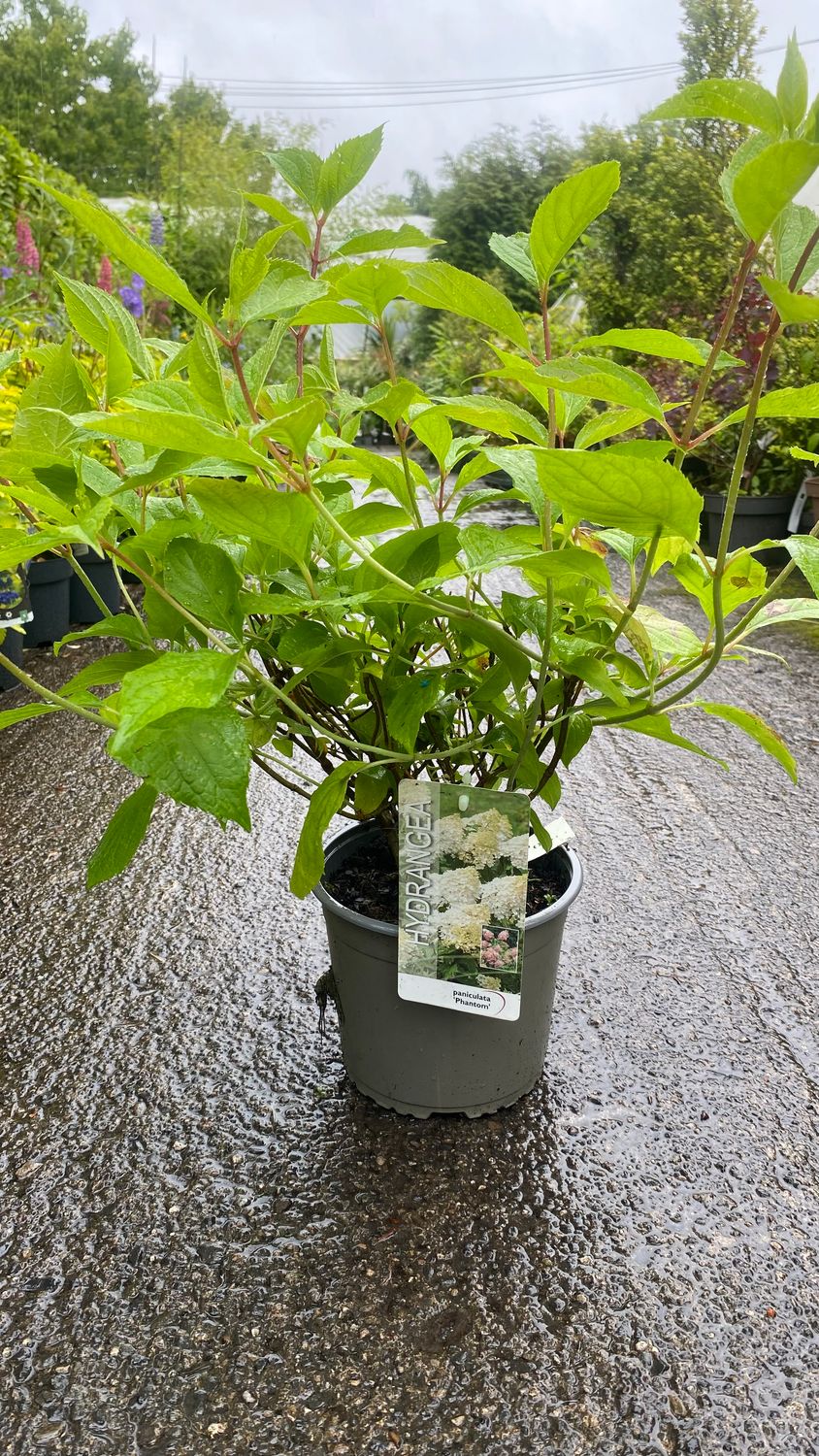 Hydrangea paniculata phantom