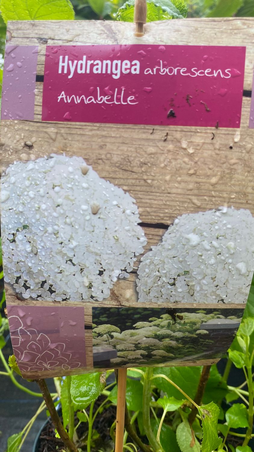 HYDRANGEA ANNABELLE