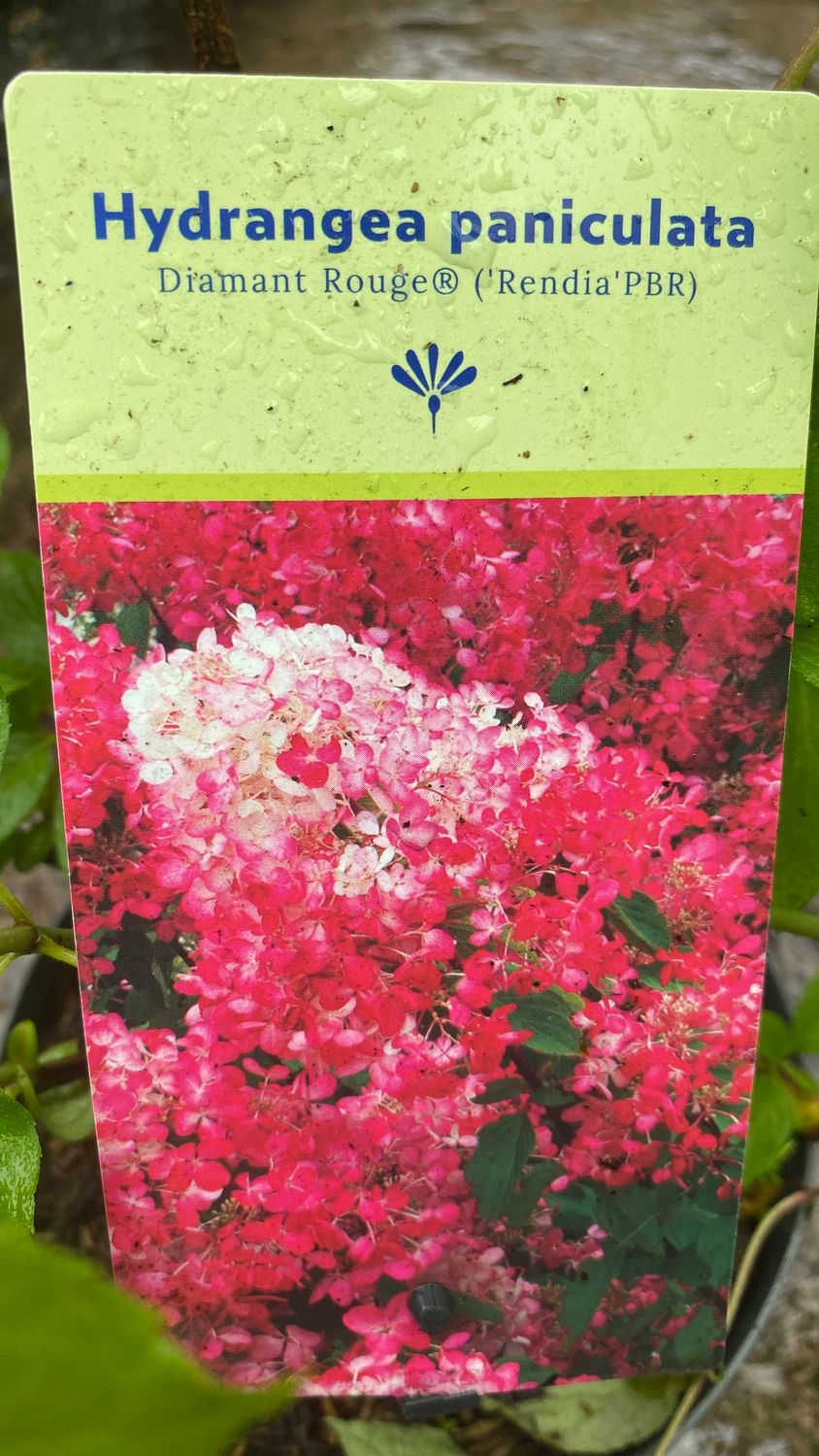 Hydrangea diamond Rouge