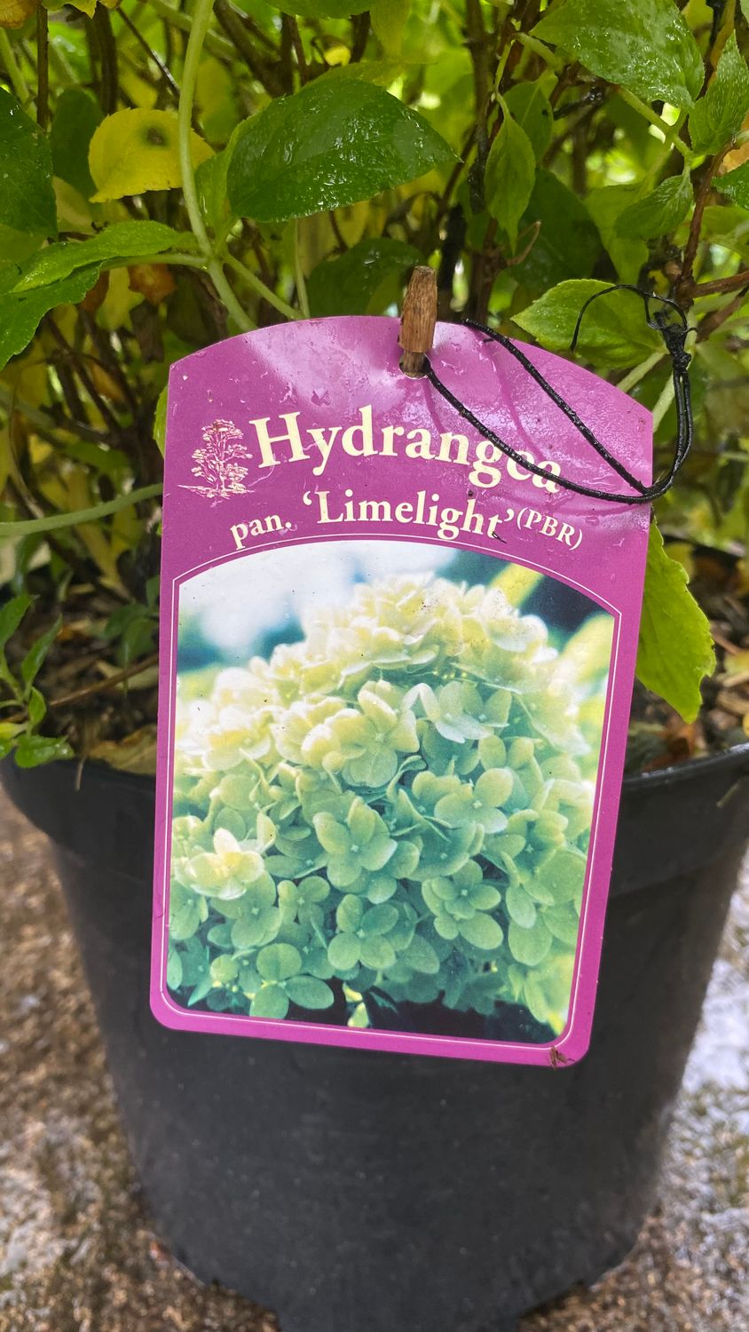 Hydrangea Limelight XL Bushy