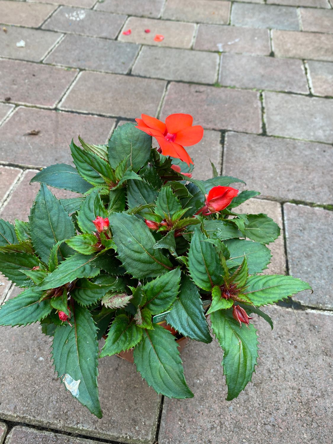 Impatiens  SunPatiens Compact Hot Coral flowers non stop until October. For Pots beds