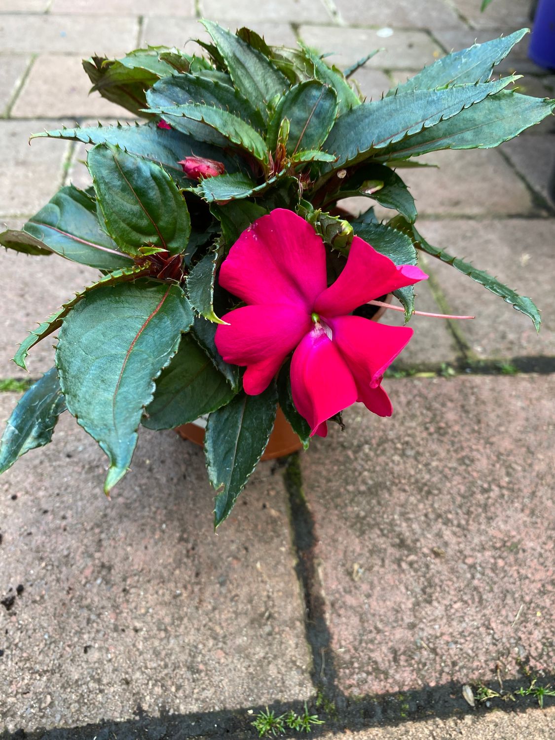 Impatiens Sunpatiens - Compact Magenta Flowers Non Stop until October