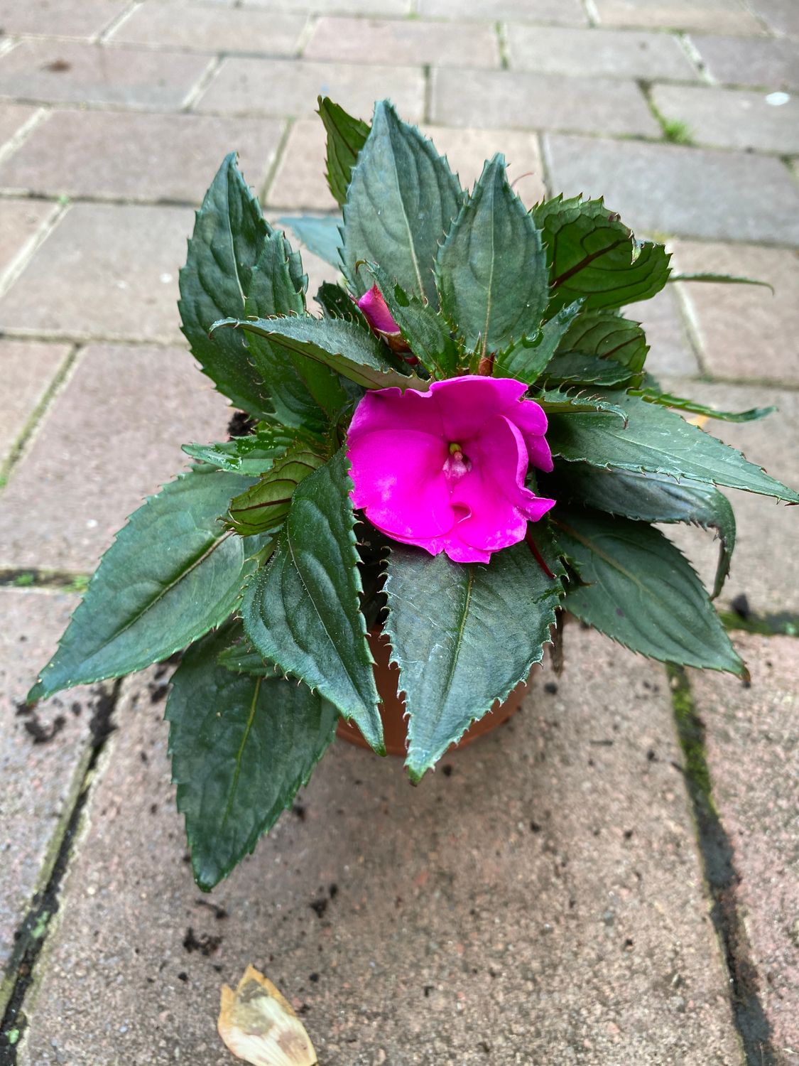 Impatiens  SunPatiens Compact Purple flowers non stop until October. For Pots beds