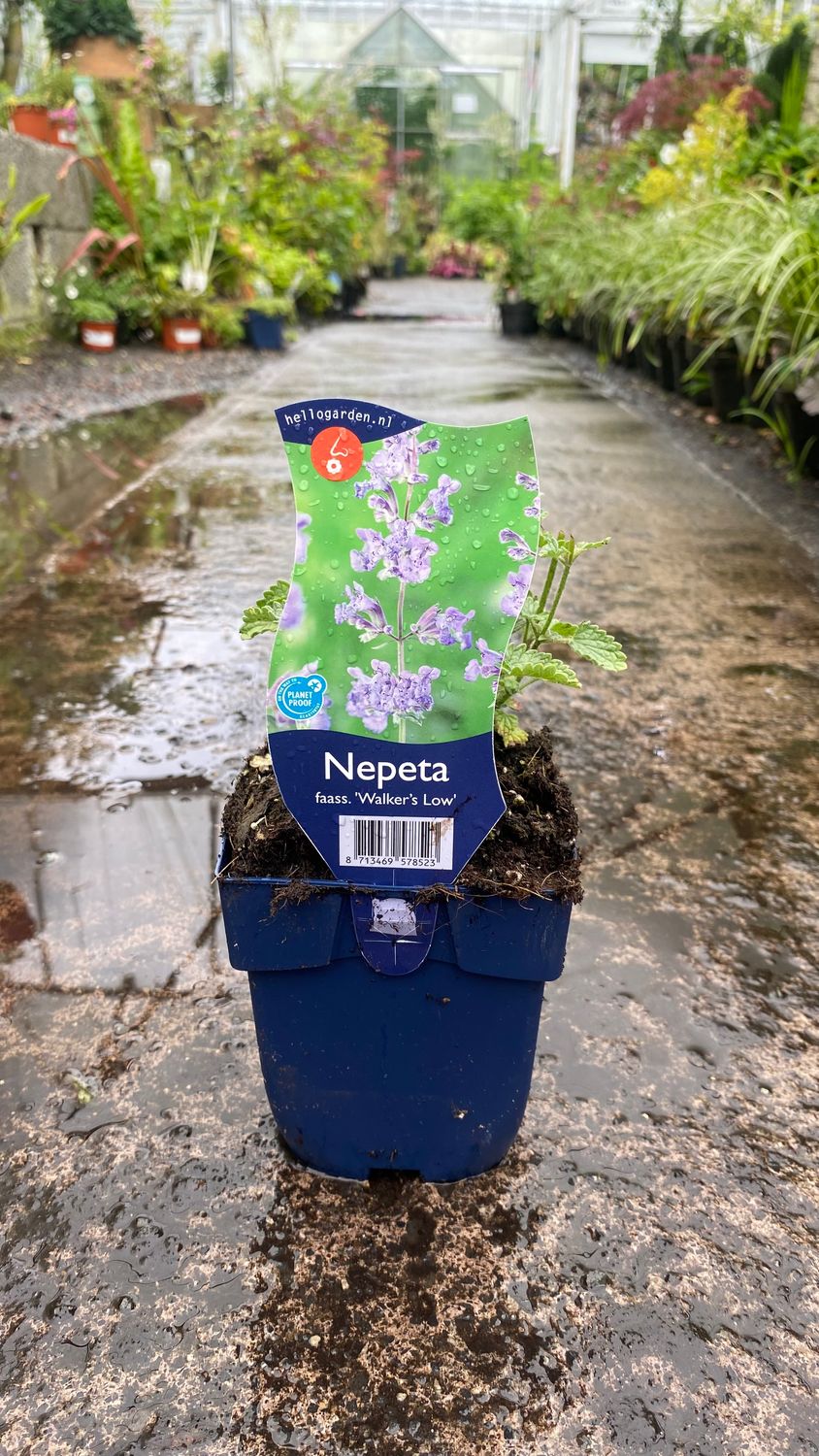Nepeta Walkers Low