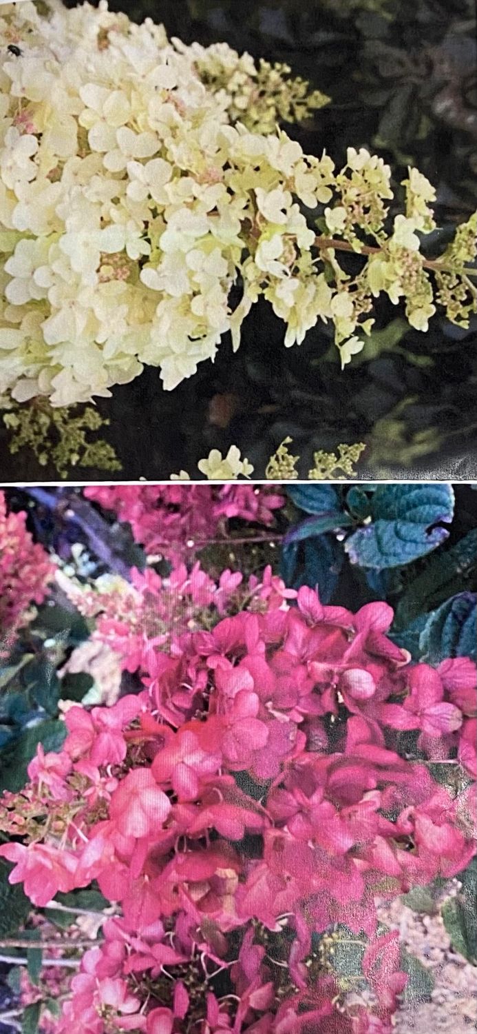 Hydrangea Petite Lantern