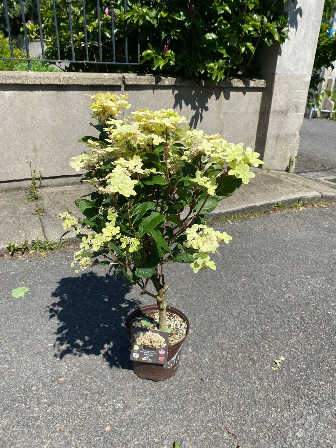 Mini Garden Tree - Hydrangea Switch Ophelia