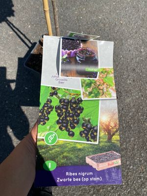 Blackcurrant - Mini Trees ribes nigrum
