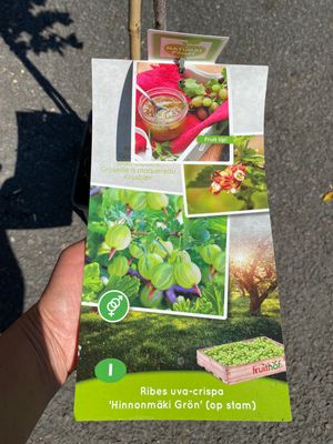 Gooseberry - MINI TREE GREEN