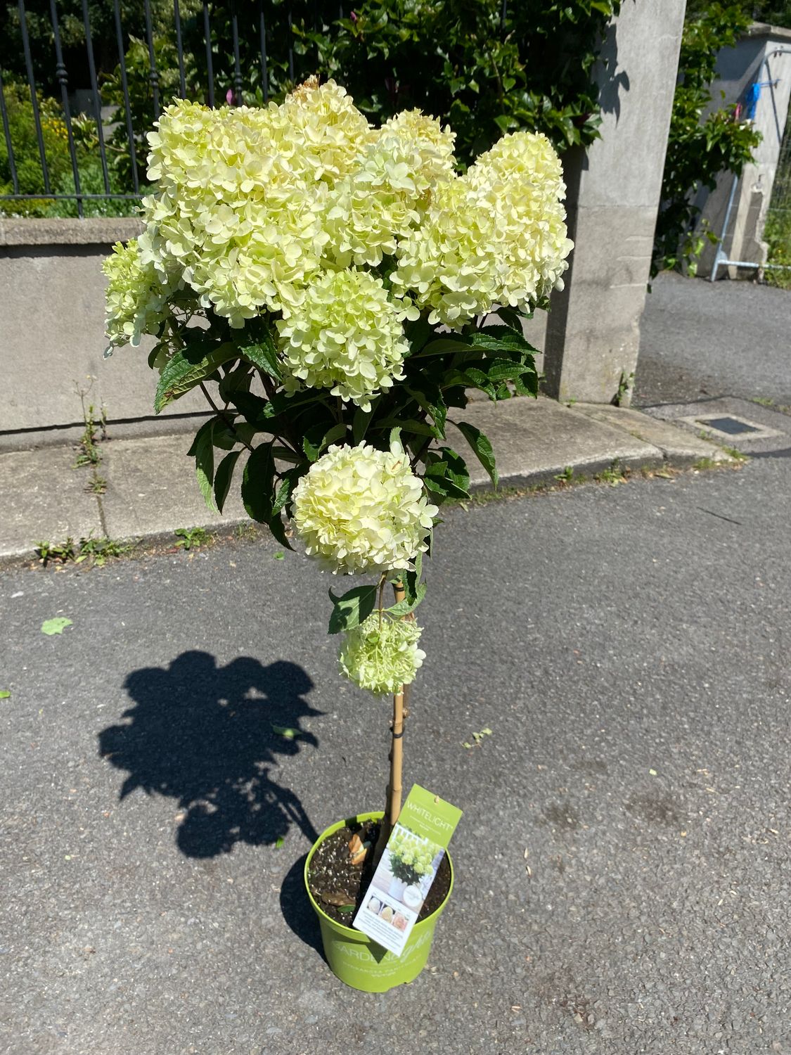 SMALL GARDEN TREE - Hydrangea  &#39;GARDENLIGHT  WHITELIGHT&#39;  BUSH FORM